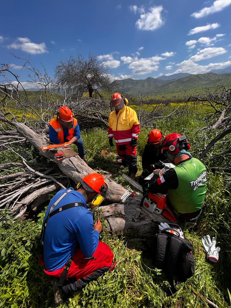 Técnicas De Uso Y Manejo De Motosierras